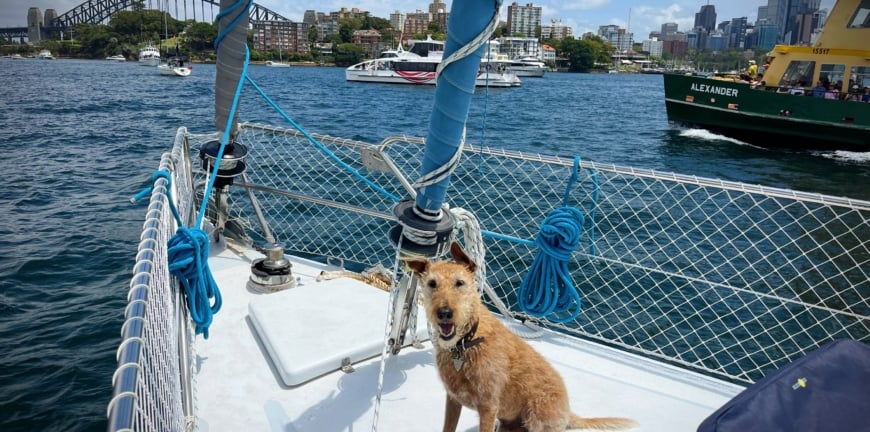 Toni Mansilla Dogs On Boat 2