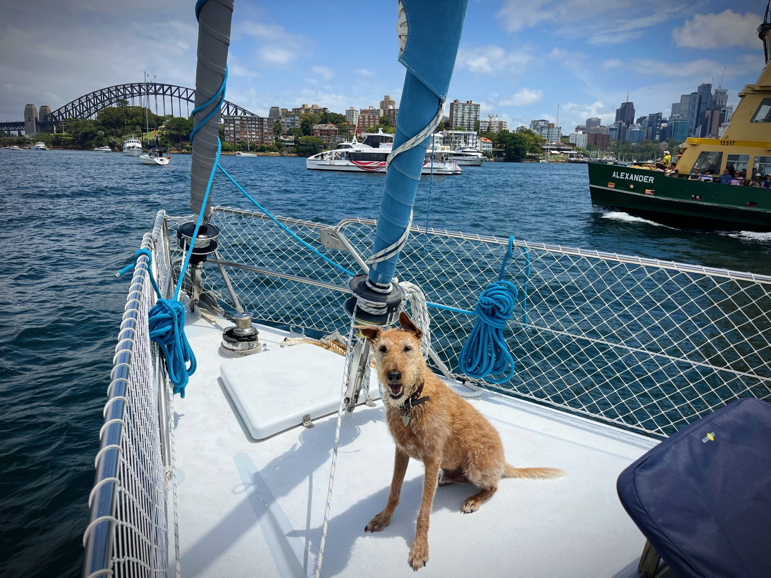 Toni Mansilla Dogs On Boat 2