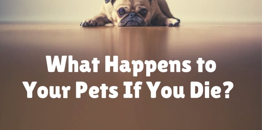 What Happens To Your Pets If You Die?