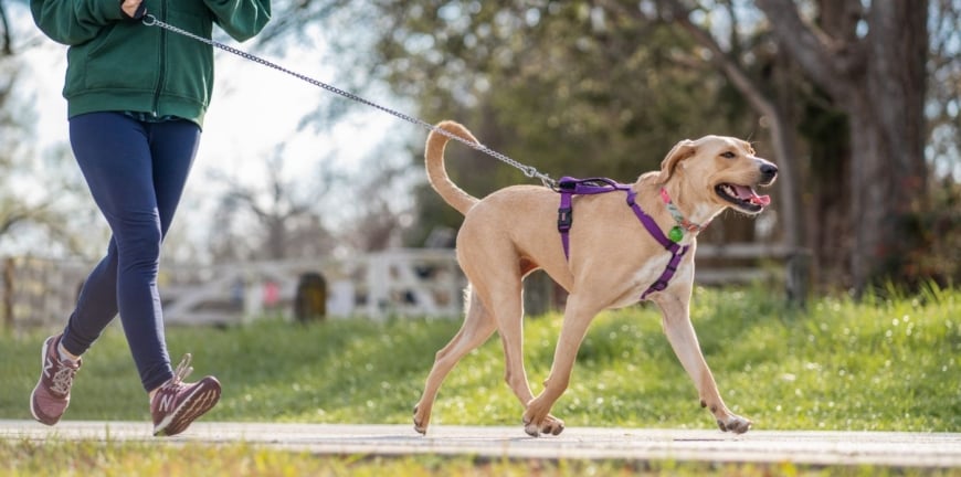 Dog Hiking Essentials: Why a customised harness is safer than a collar