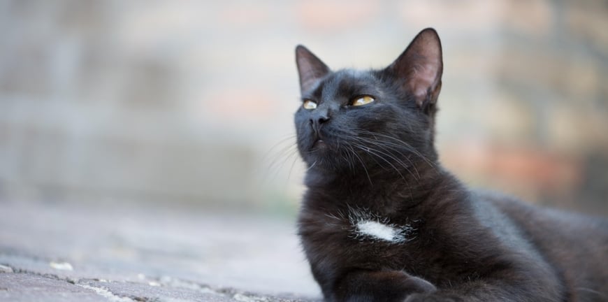 Black Cat Apprecaition Day