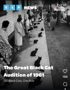 Black cat