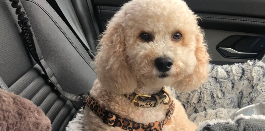 Travelling Dog