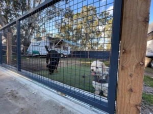 Acacia Dog Friendly 4