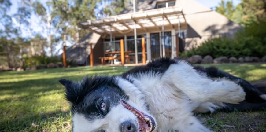 Pet-Friendly Places in the Grampians