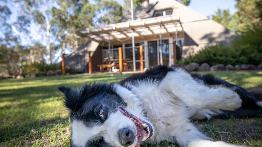 Pet-Friendly Places in the Grampians