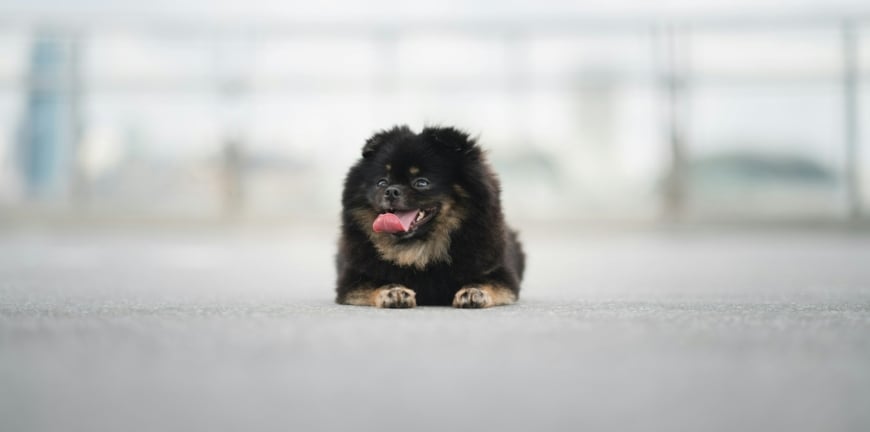 How To Master Apartment Living With A Dog