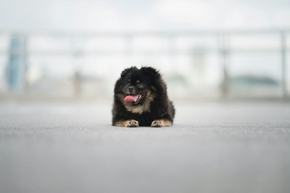 How To Master Apartment Living With A Dog