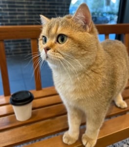 When Cats And Coffee Meet 3 Cat Cafés In Sydney
