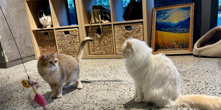 When Cats And Coffee Meet 3 Cat Cafés In Sydney 3