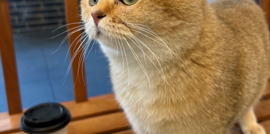 When Cats And Coffee Meet 3 Cat Cafés In Sydney