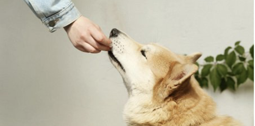 Travelling With Dogs What (and How) To Feed