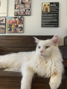 Crazy Cat Café Gold Coas 2