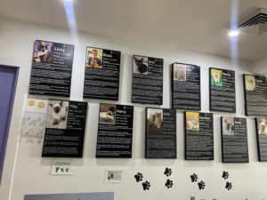 Crazy Cat Café Gold Coast 3