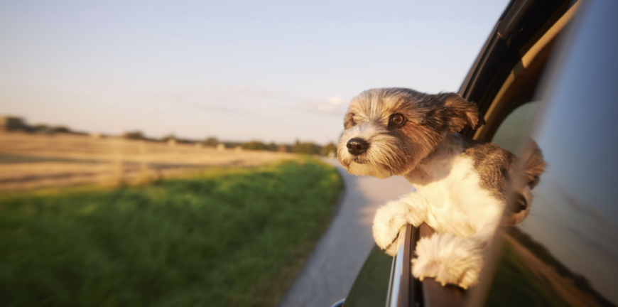 Planning Tips To Make The Most Of Your Pet Vacay
