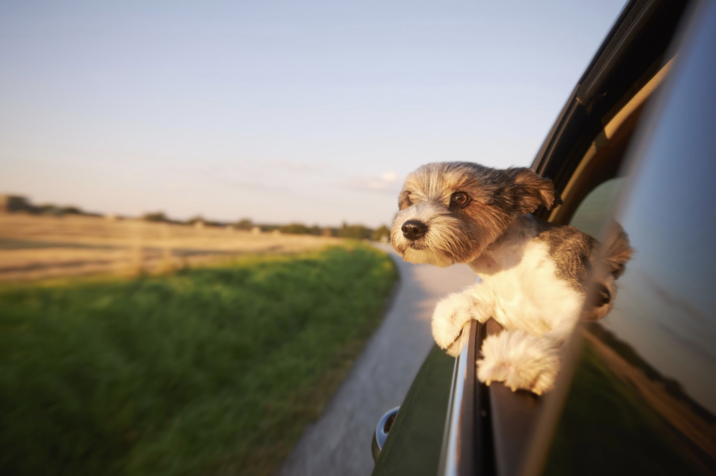 Planning Tips To Make The Most Of Your Pet Vacay
