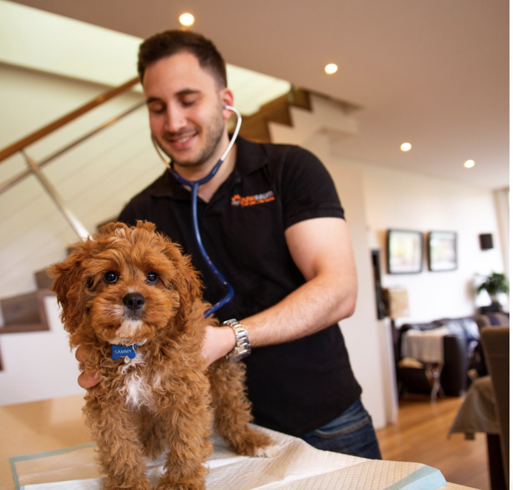 Travelling With Pets In Australia