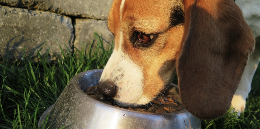How Dog Food Affects Weight, Energy And Healthy Ageing