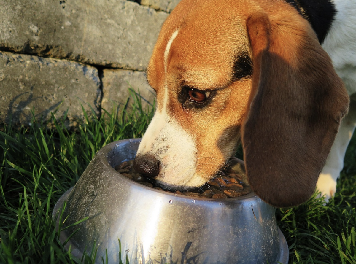 How Dog Food Affects Weight, Energy And Healthy Ageing