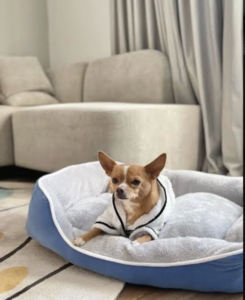 Motel 10 Greenacre Dog