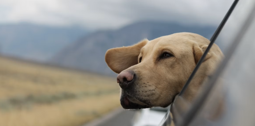 Navigating Pet Care While Exploring New Destinations
