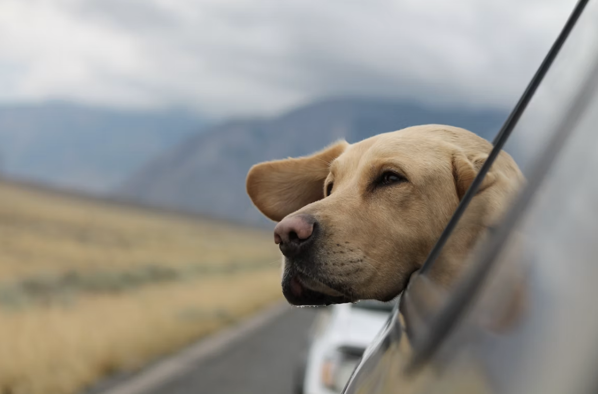 Navigating Pet Care While Exploring New Destinations