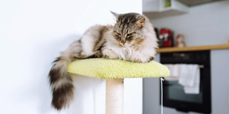 Why Every Cat Owner Should Consider a Cat Scratching Post