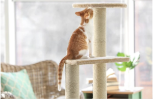 Why Every Cat Owner Should Consider a Cat Scratching Post