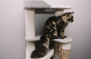 Why Every Cat Owner Should Consider a Cat Scratching Post