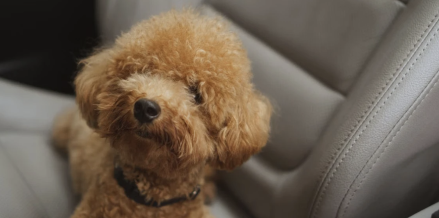 Road Tripping With Your Dog Keeping Them Busy In The Car