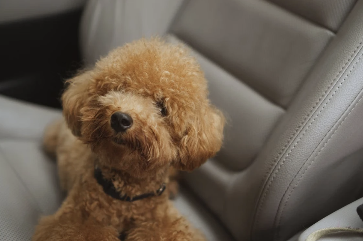 Road Tripping With Your Dog Keeping Them Busy In The Car